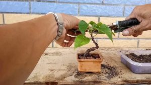 cách tạo dáng cây bồ đề