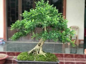 cách tạo dáng cây nguyệt quế